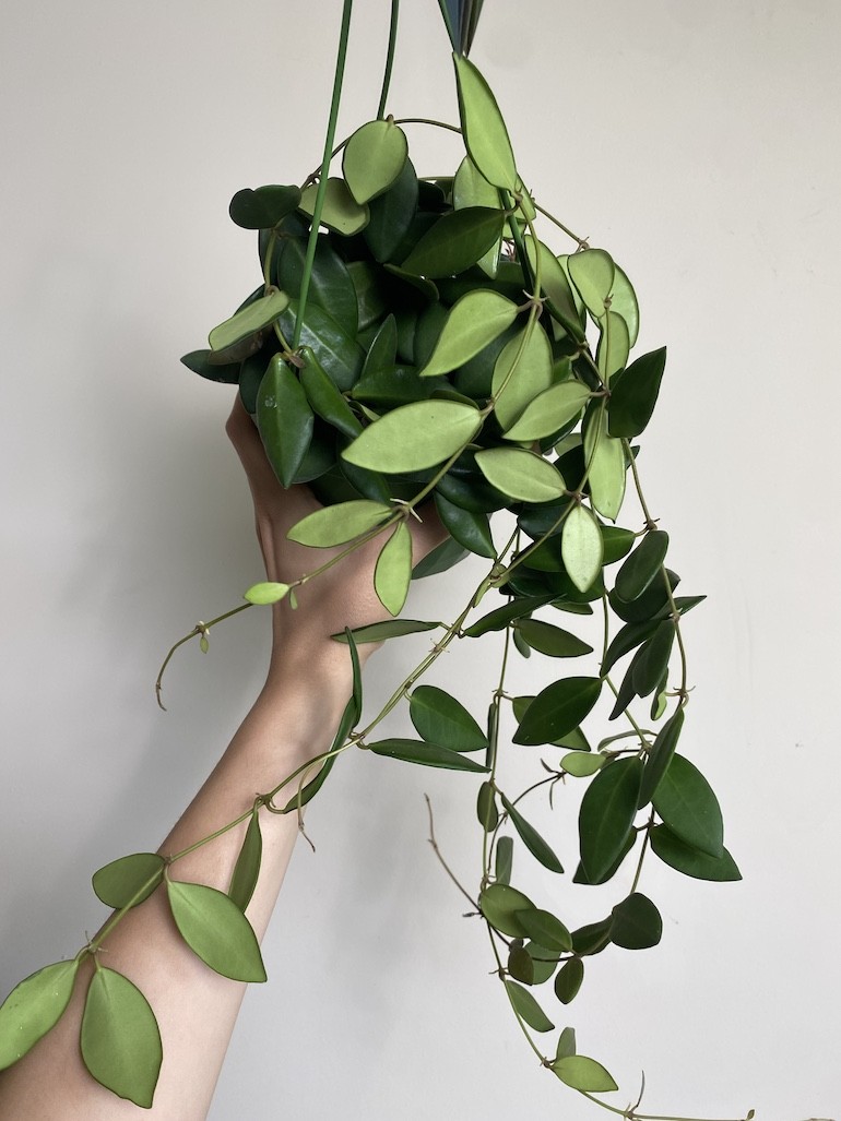 Hoya Burtoniae