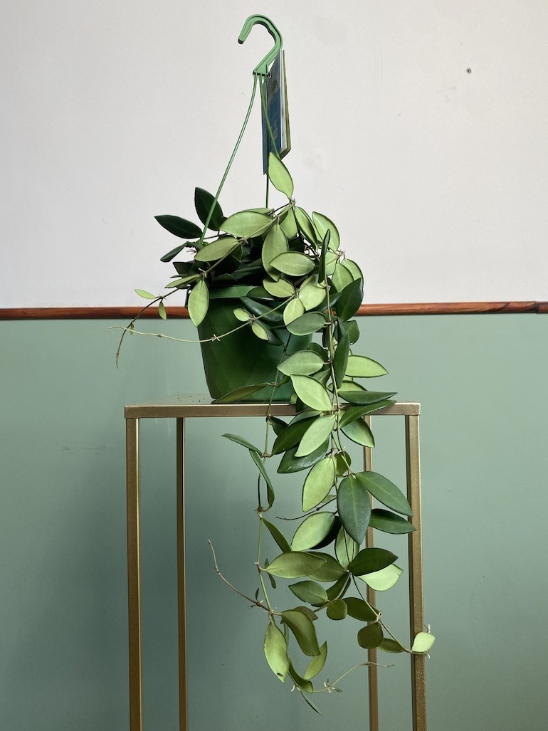 Hoya Burtoniae