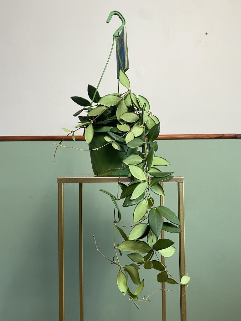Hoya Burtoniae