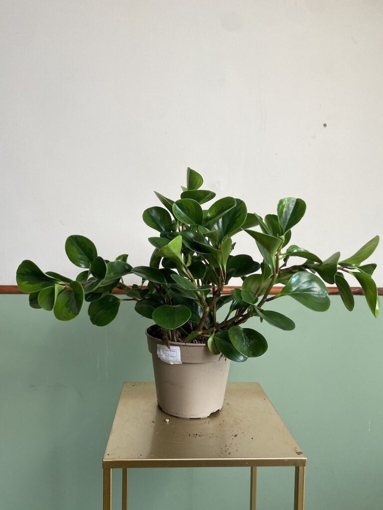 Peperomia obtusifolia