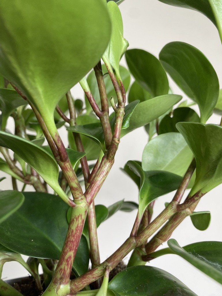 Peperomia obtusifolia
