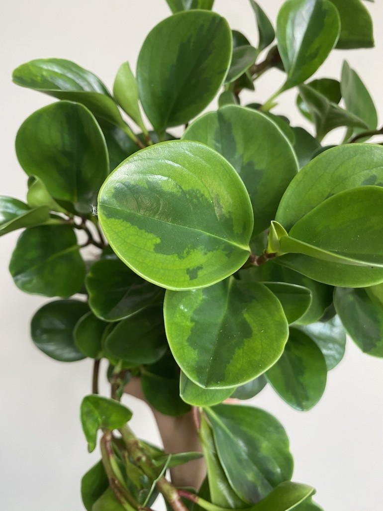 Peperomia obtusifolia
