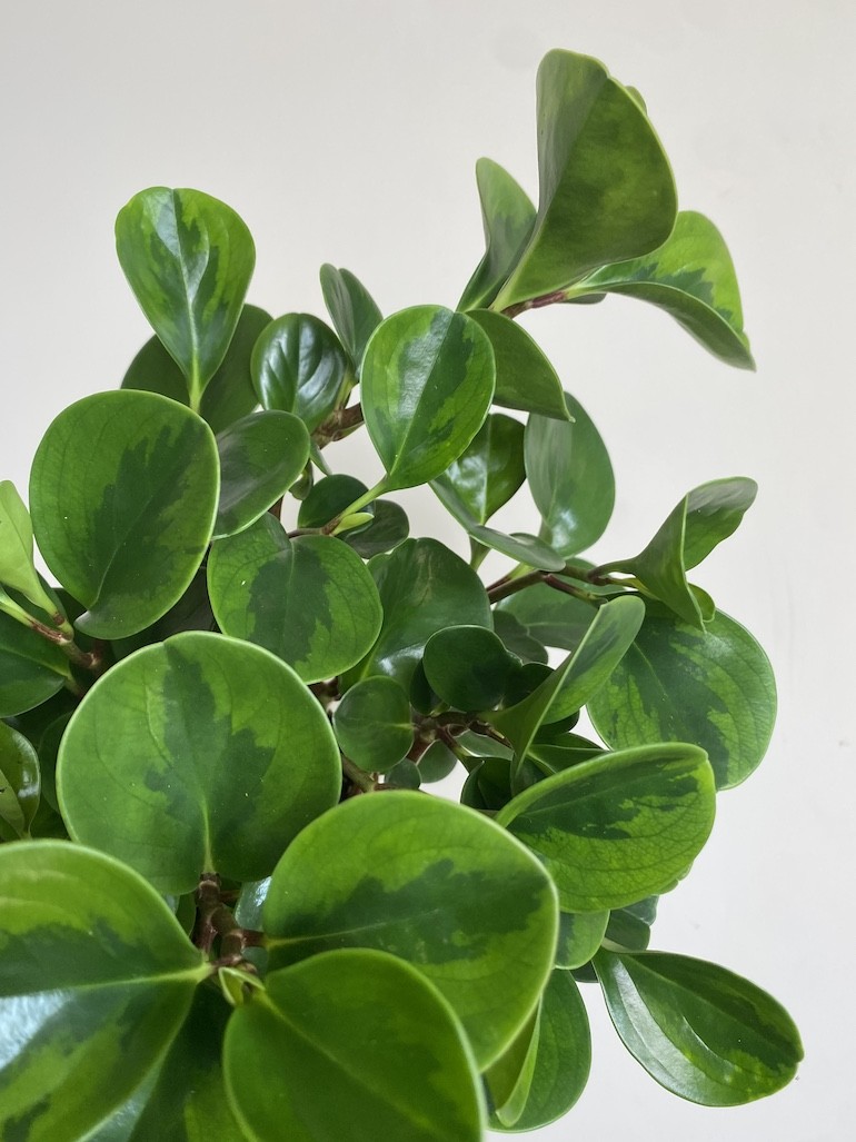 Peperomia obtusifolia