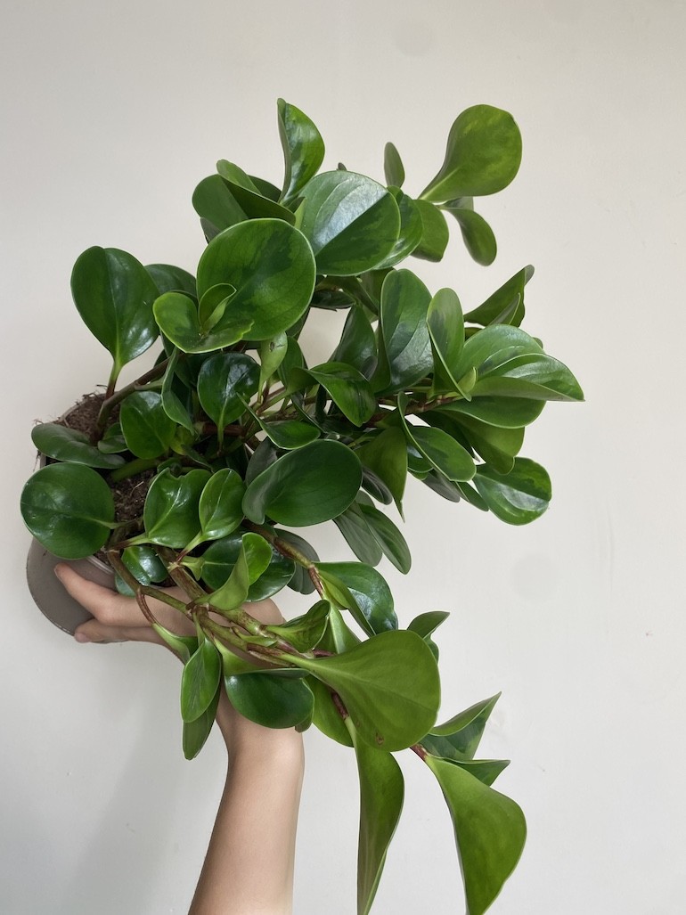 Peperomia obtusifolia