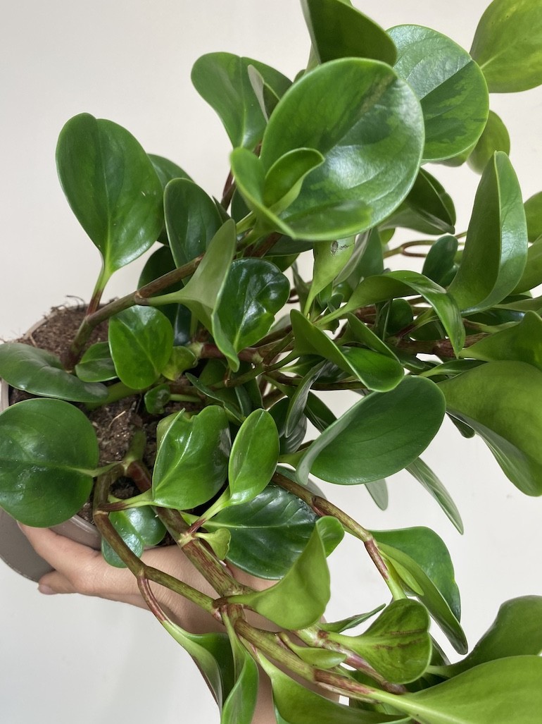 Peperomia obtusifolia