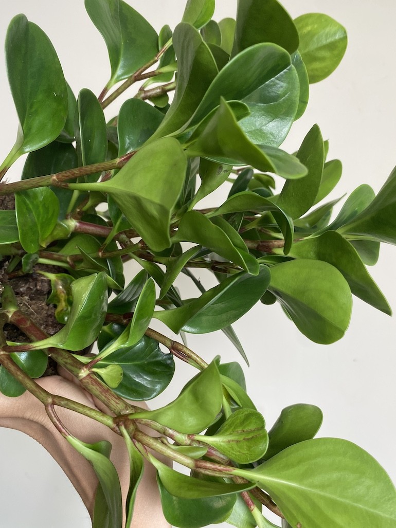 Peperomia obtusifolia