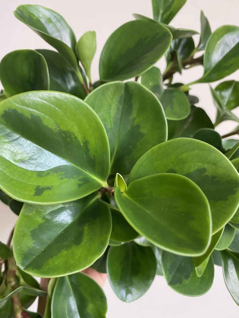 Peperomia obtusifolia
