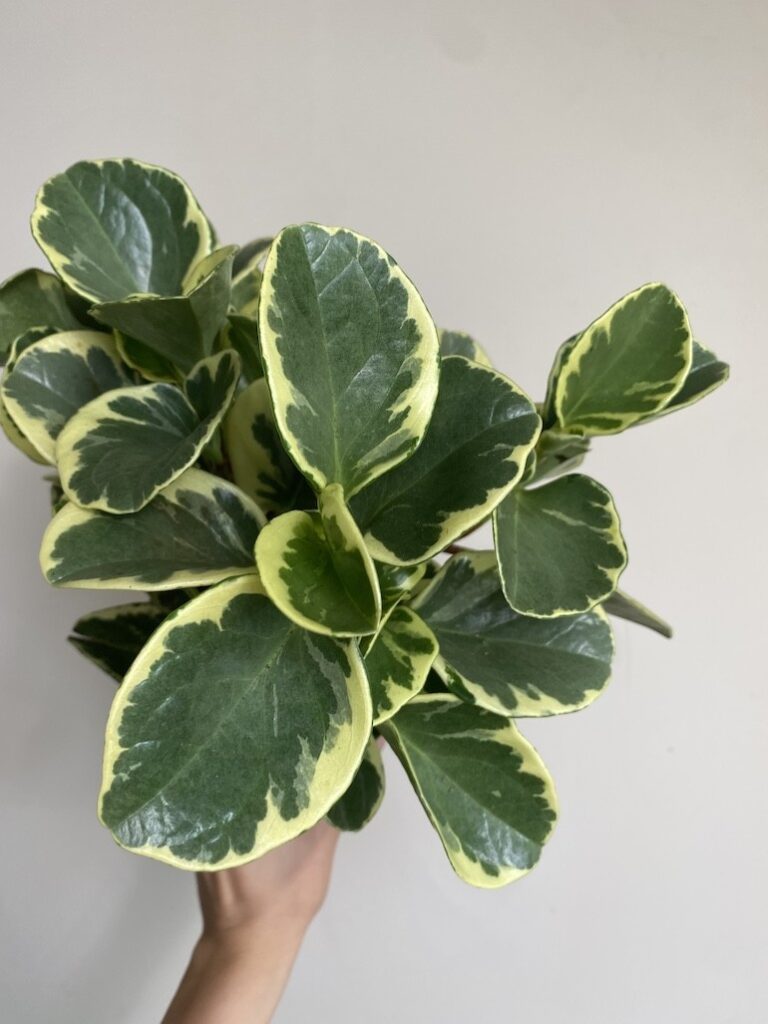 Peperomia obtusifolia Variegata