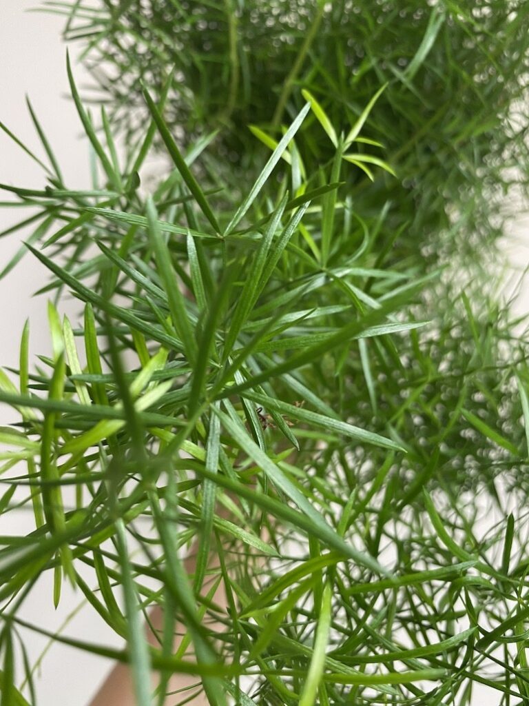 Asparagus Sprengeri