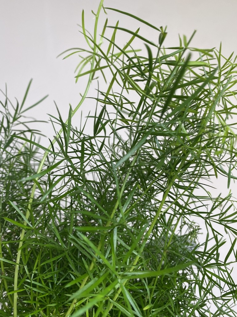Asparagus Sprengeri