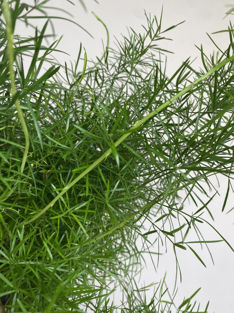 Asparagus Sprengeri