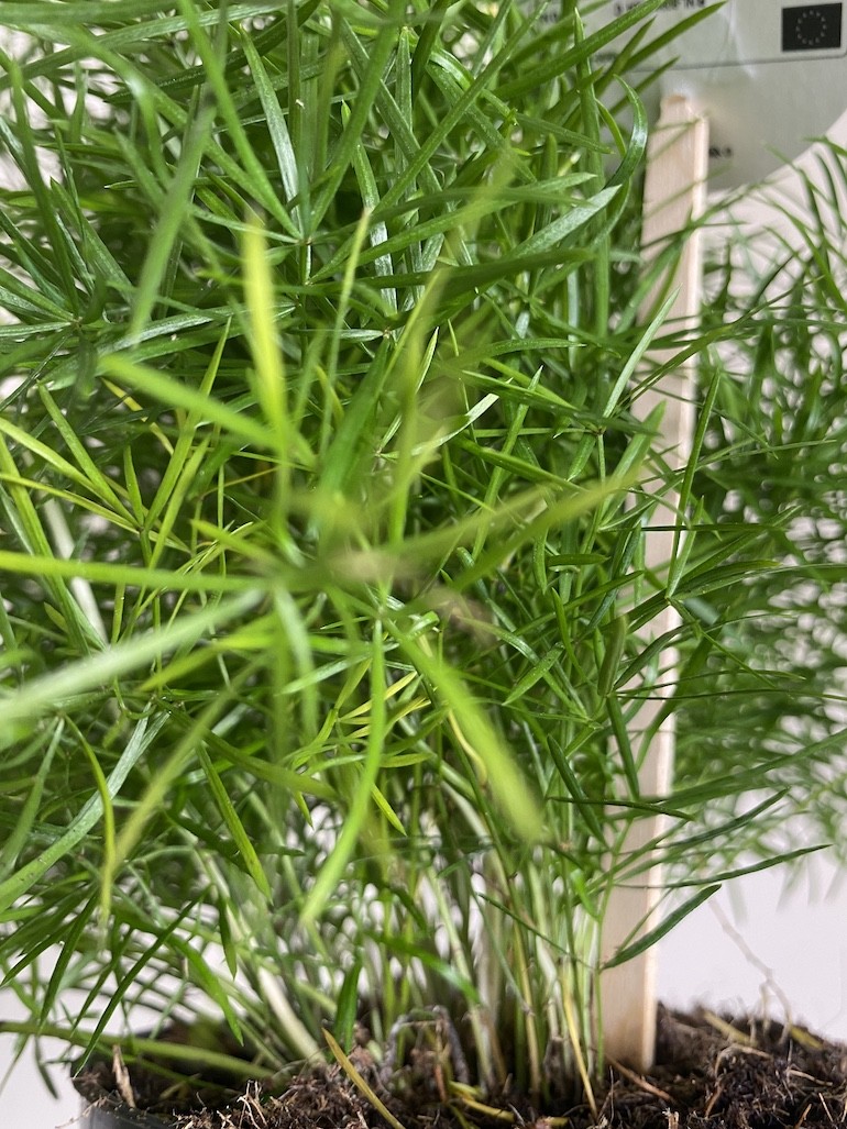 Asparagus Sprengeri