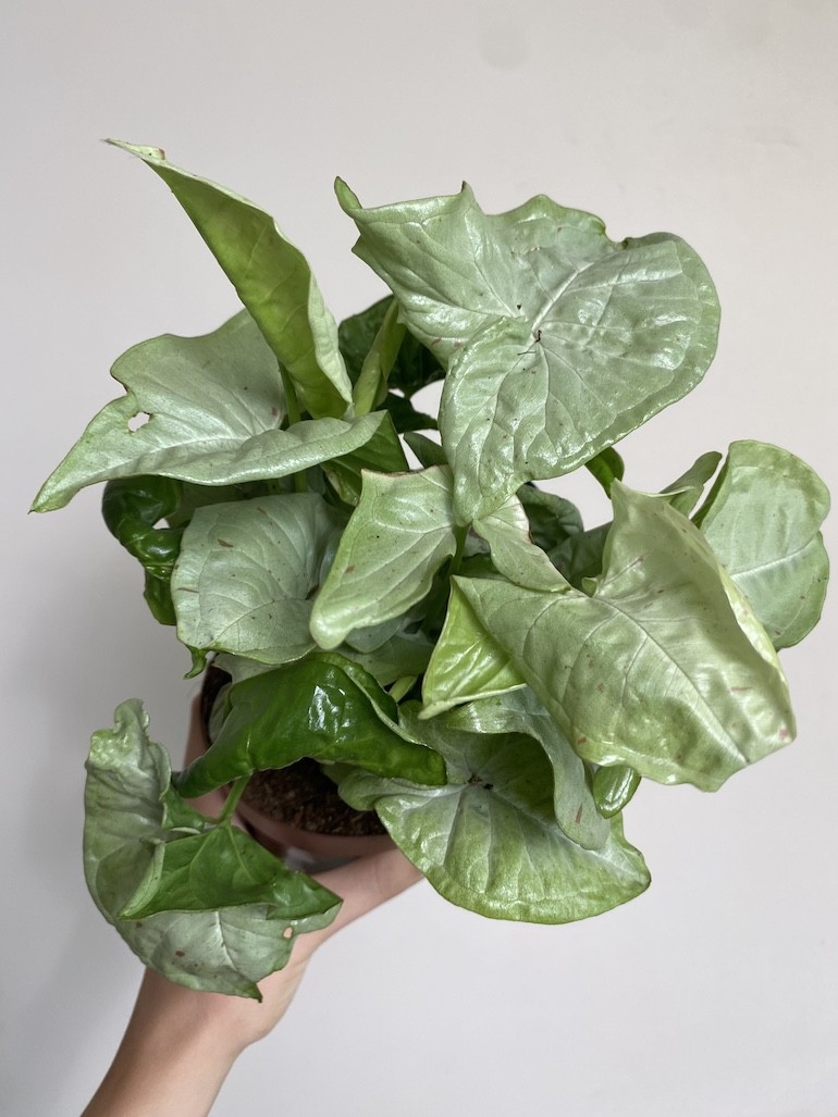 Syngonium Milk Confetti Średnie