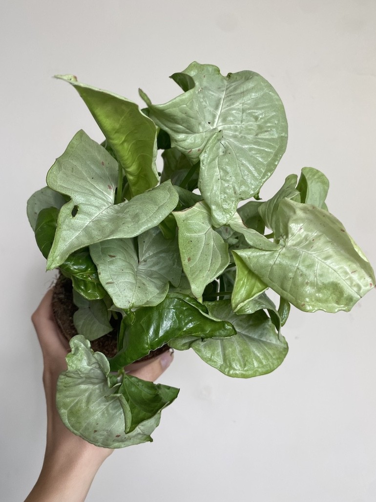 Syngonium Milk Confetti Średnie