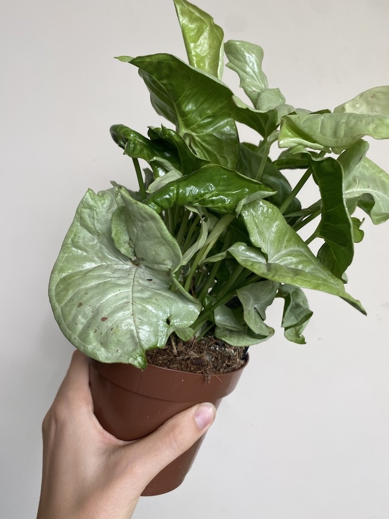 Syngonium Milk Confetti Średnie