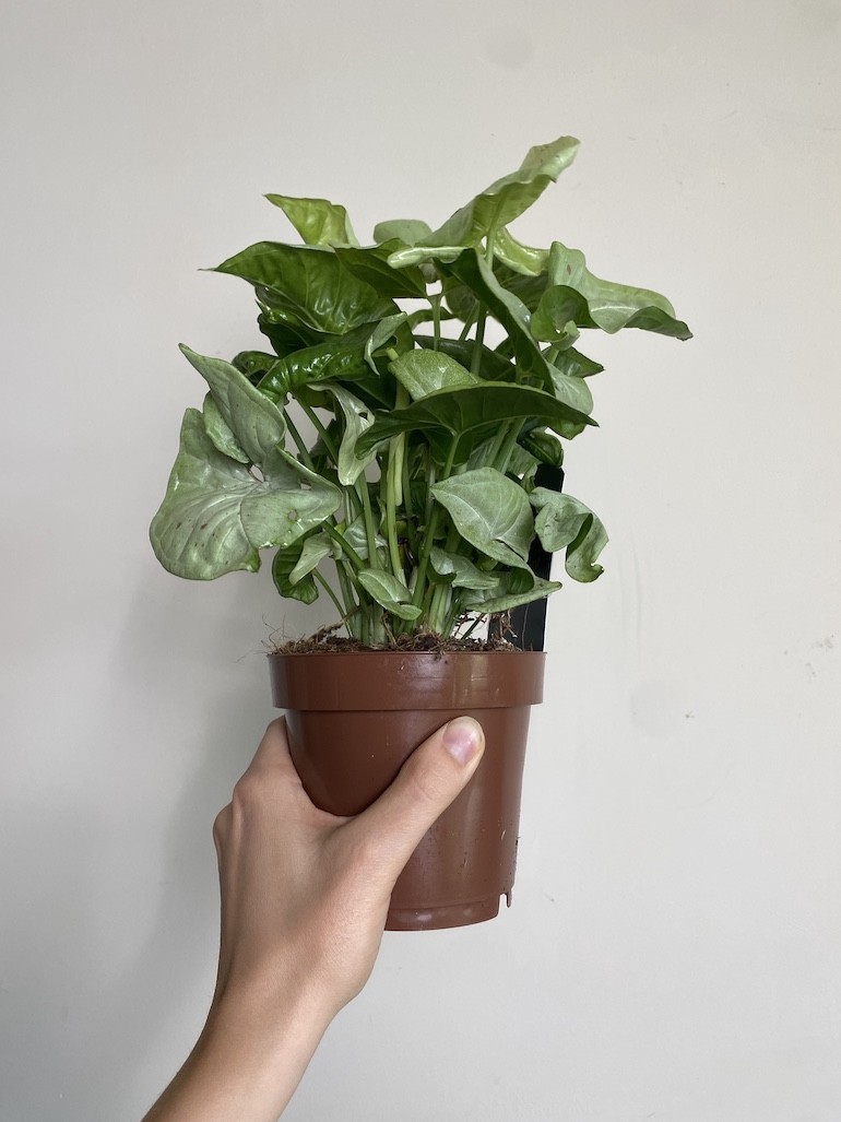 Syngonium Milk Confetti Średnie