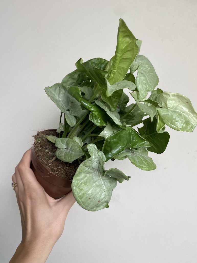 Syngonium Milk Confetti Średnie