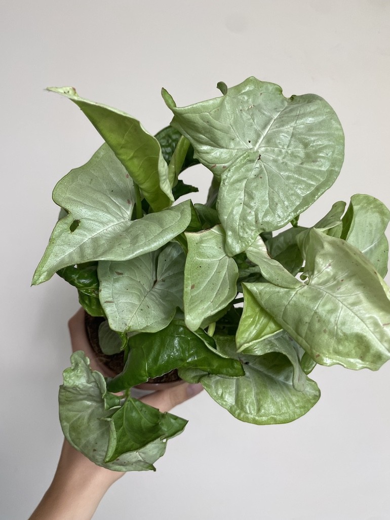Syngonium Milk Confetti Średnie