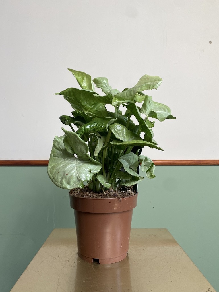 Syngonium Milk Confetti Średnie