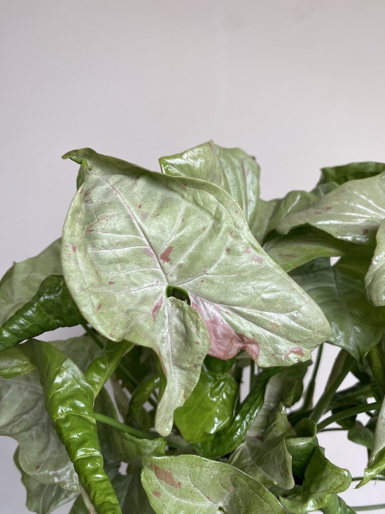 Syngonium Milk Confetti Średnie