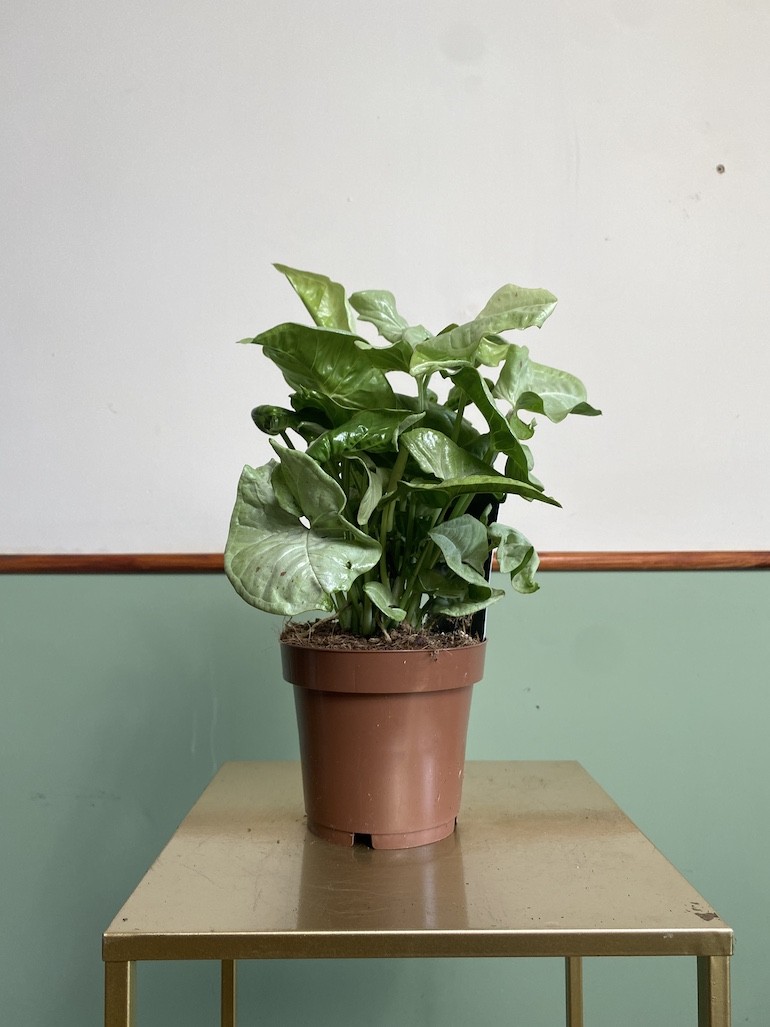 Syngonium Milk Confetti Średnie
