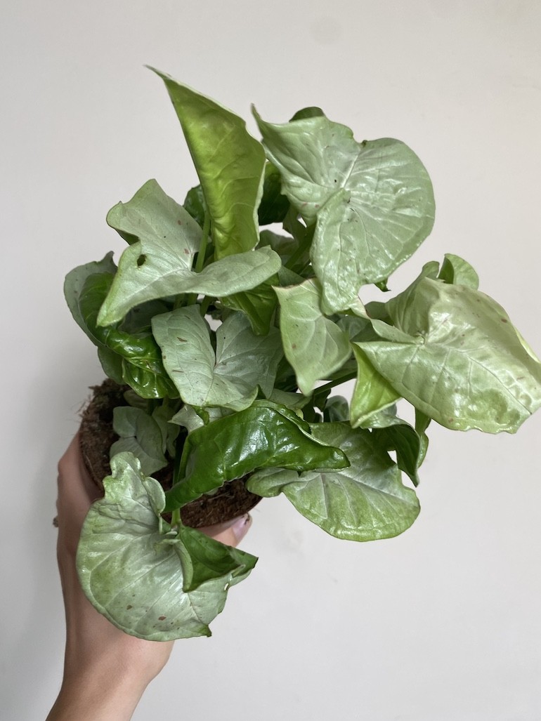 Syngonium Milk Confetti Średnie