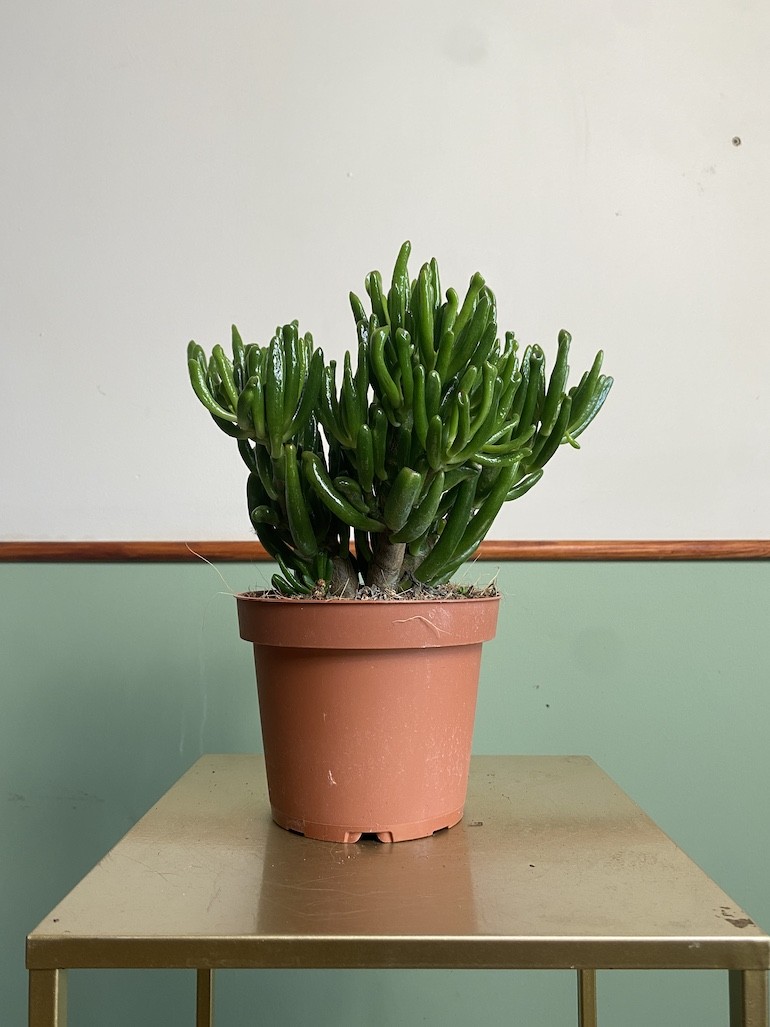 Crassula Gollum