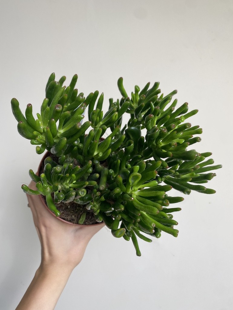 Crassula Gollum