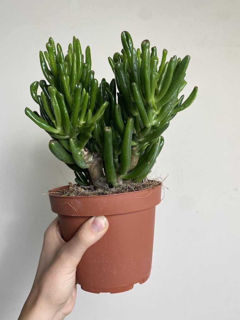 Crassula Gollum