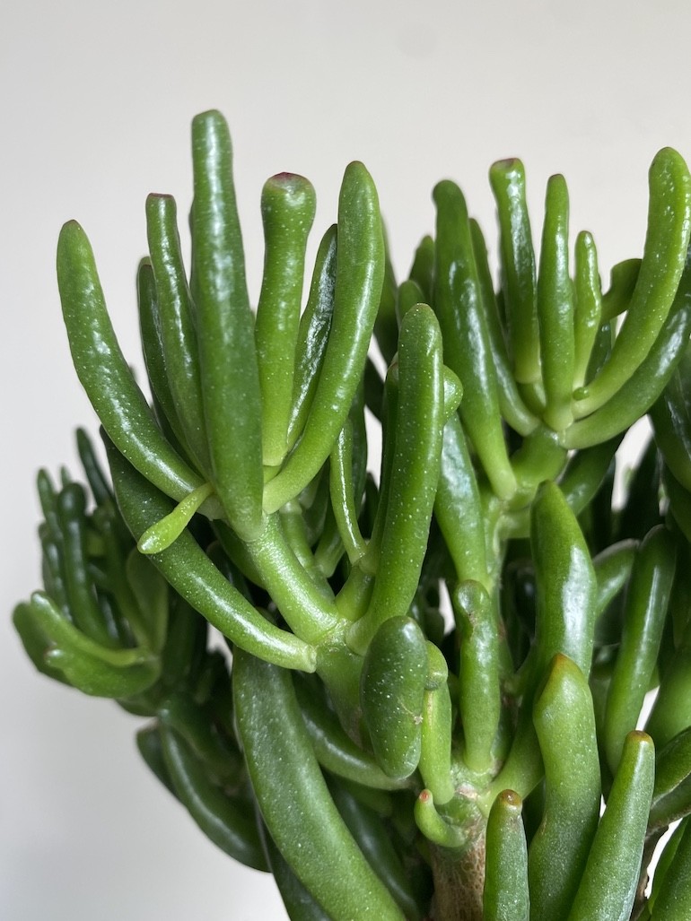 Crassula Gollum
