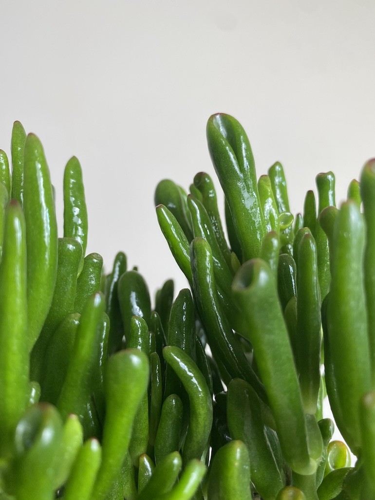 Crassula Gollum