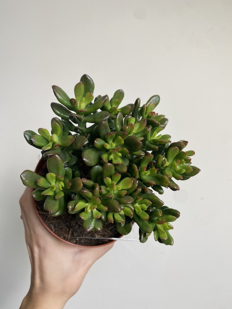 Crassula Convoluta Grubosz