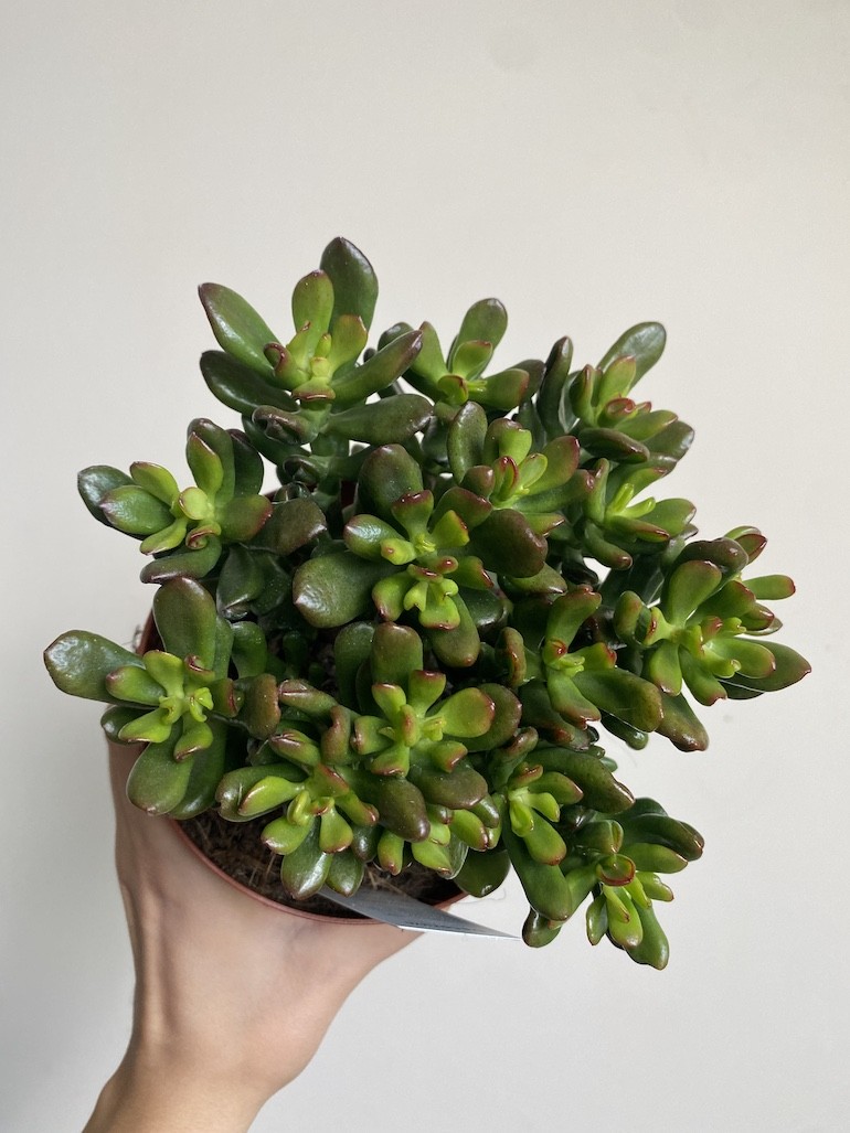 Crassula Convoluta Grubosz