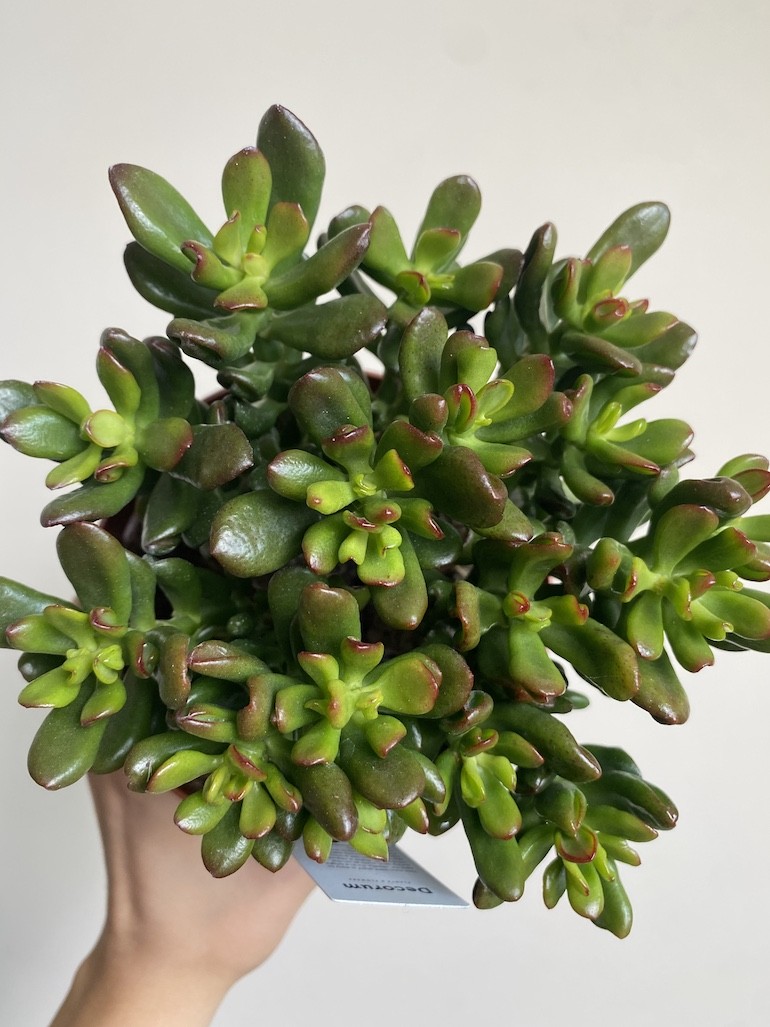 Crassula Convoluta Grubosz