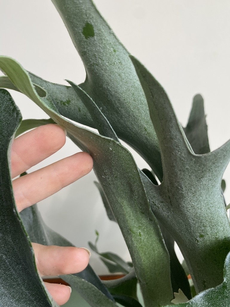 Platycerium bifurcatum