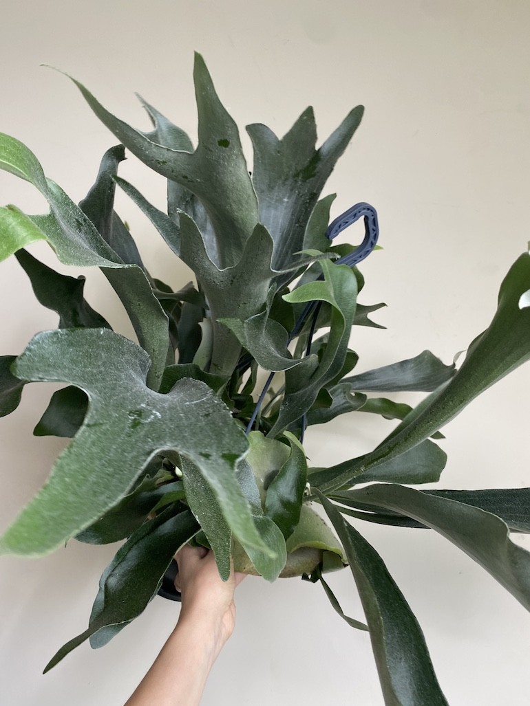 Platycerium bifurcatum