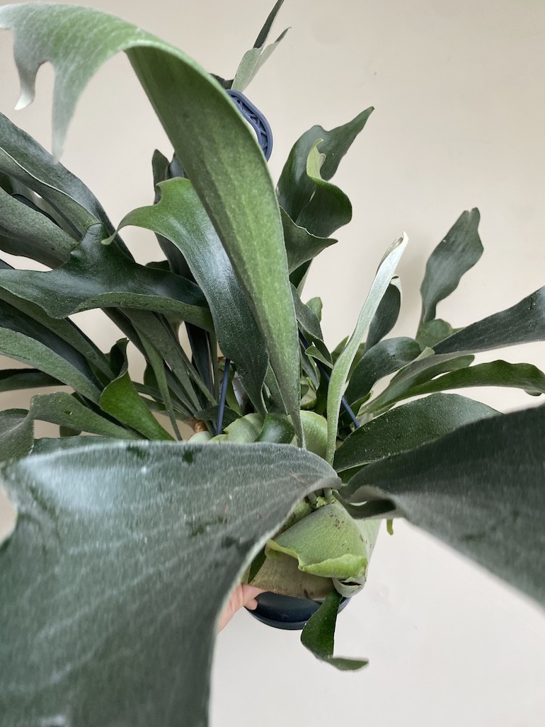 Platycerium bifurcatum