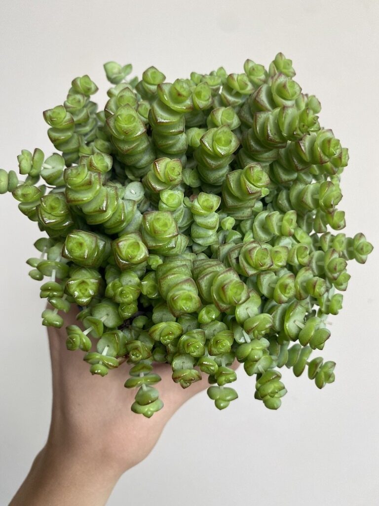 Crassula Marnieriana 'Hottentot'