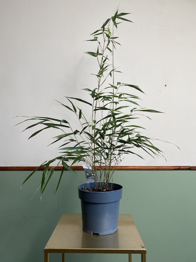 Fargesia scabrida Asian wonder