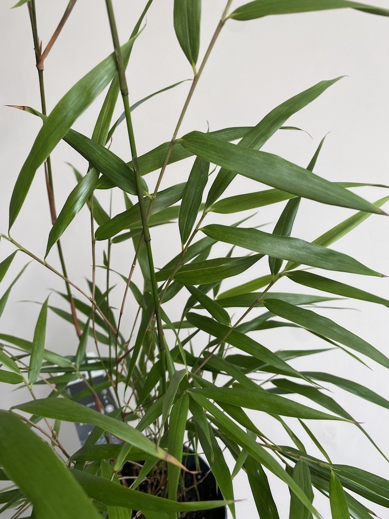 Fargesia scabrida Asian wonder