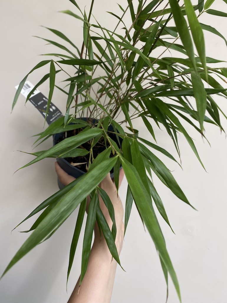 Fargesia scabrida Asian wonder