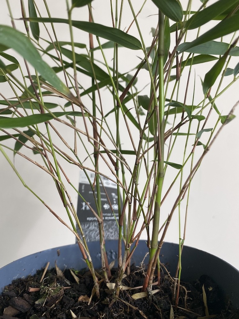 Fargesia scabrida Asian wonder