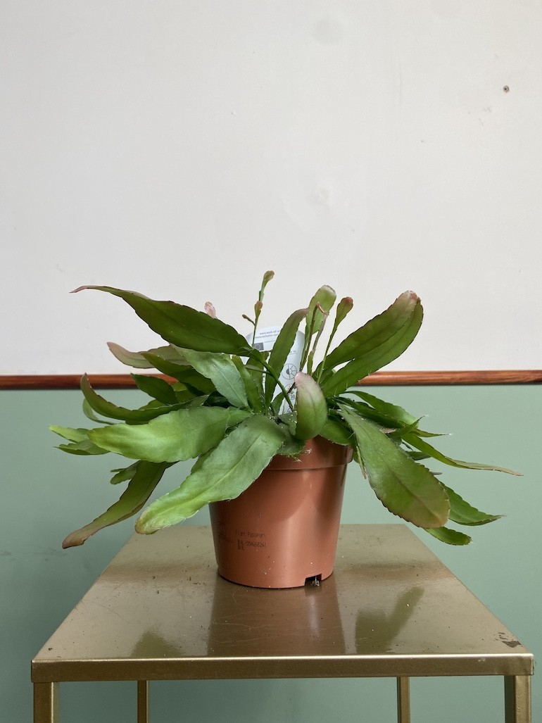 Rhipsalis red coral średni