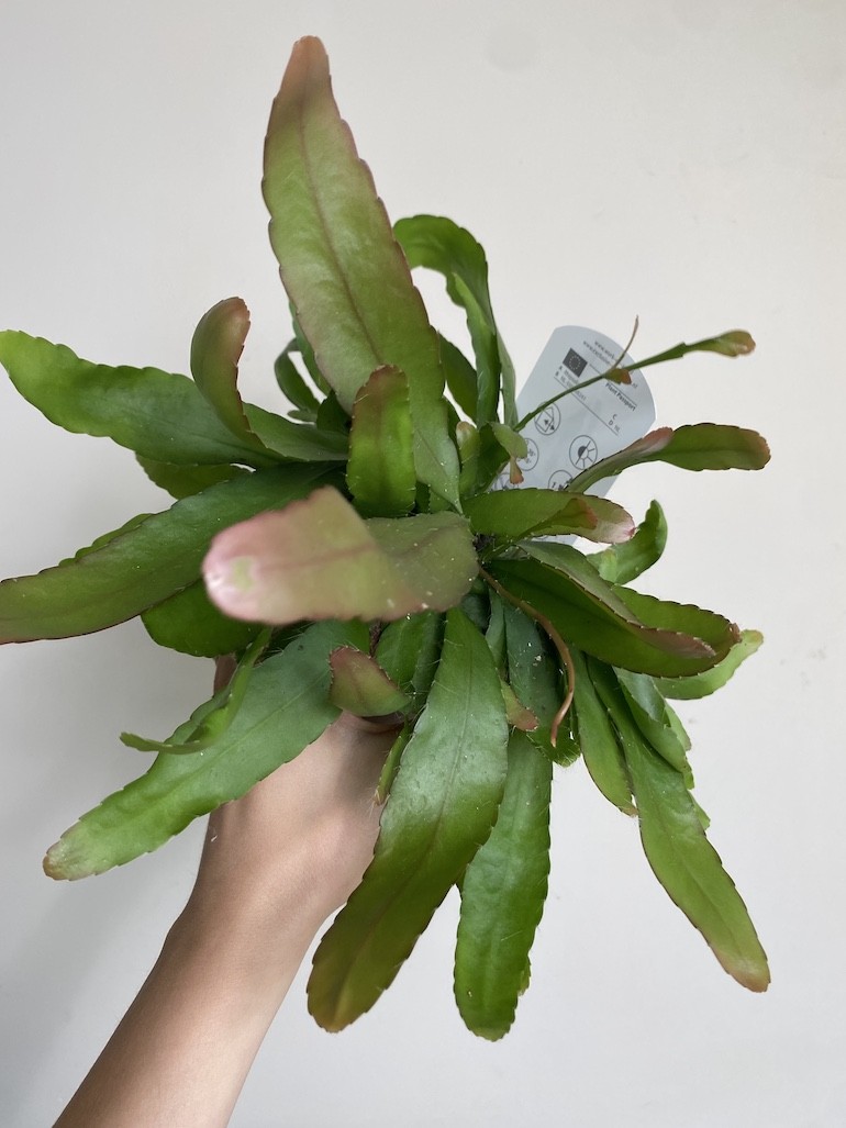Rhipsalis red coral średni