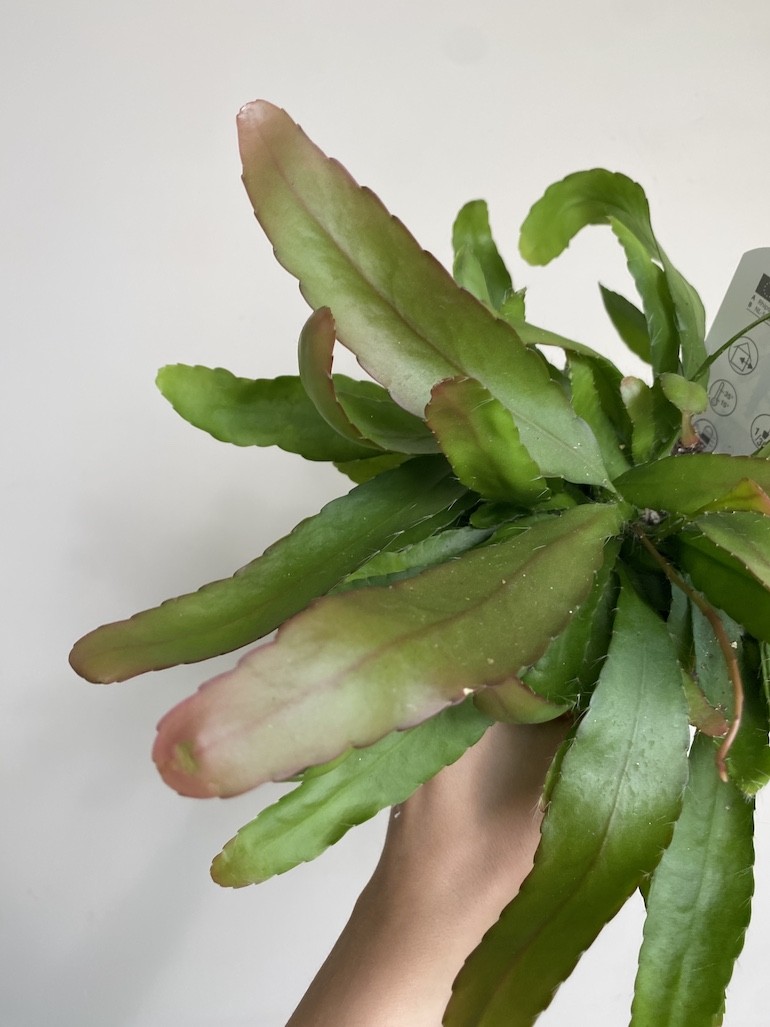 Rhipsalis red coral średni