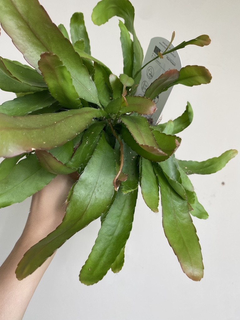 Rhipsalis red coral średni