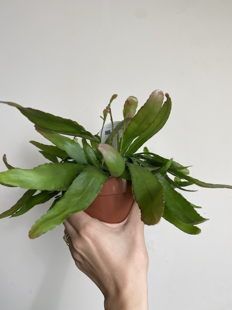 Rhipsalis red coral średni