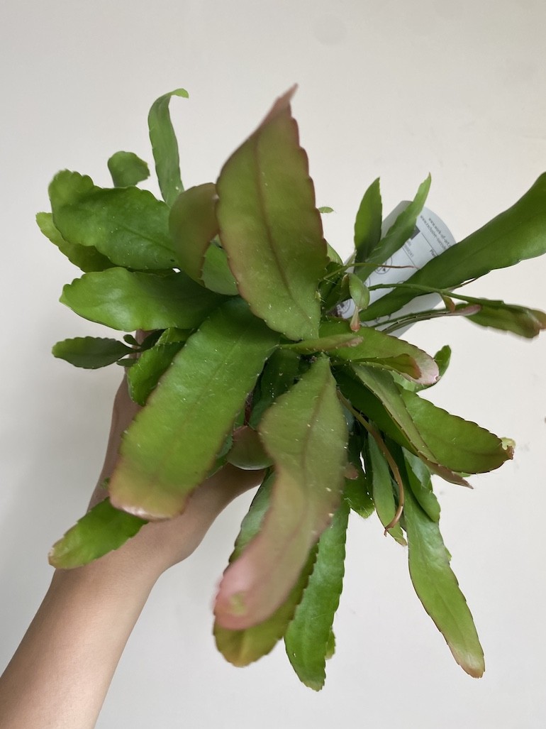 Rhipsalis red coral średni