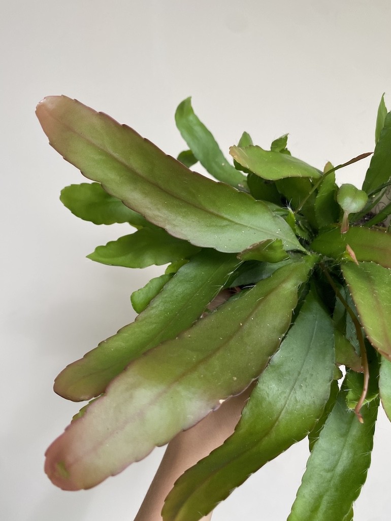 Rhipsalis red coral średni
