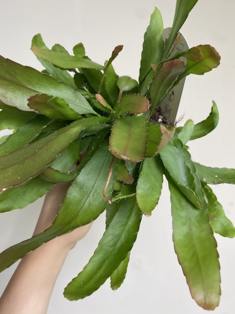Rhipsalis red coral średni